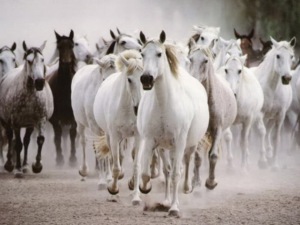 32-Beautiful-Horse-Photography-6